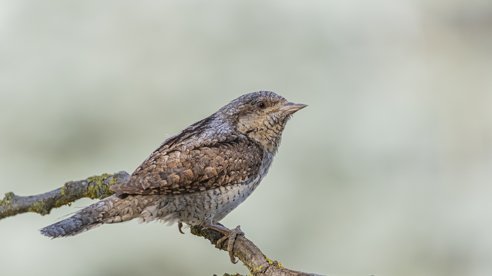 Eurasian Wryneck